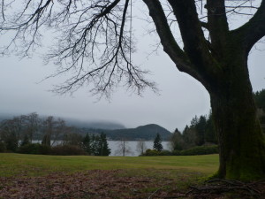 Oak tree view
