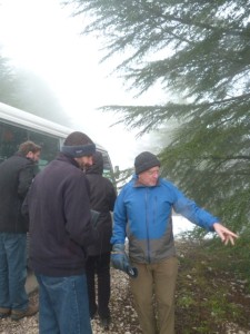 cedars
