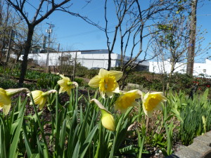 Vancouver in Spring